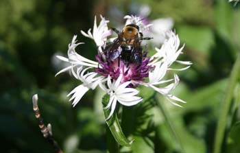 Amethyst centaurea montana
